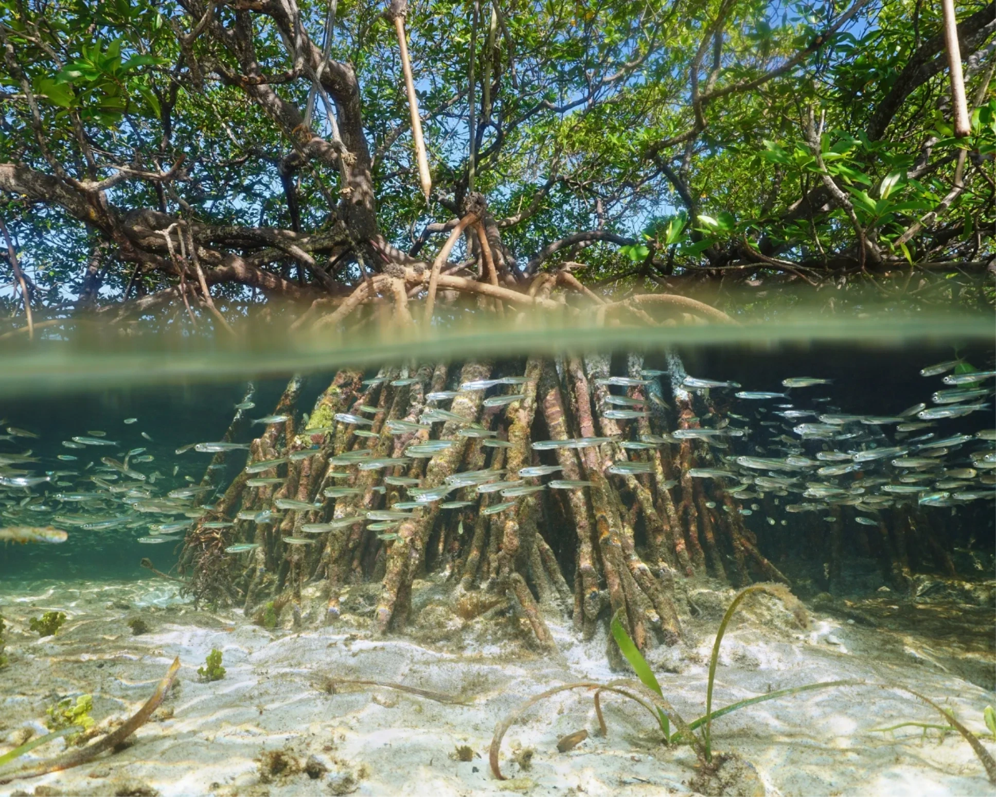 Fish and marine life sheltering in mangrove roots